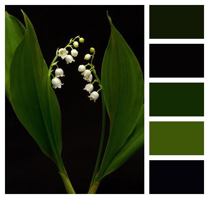 Lily Of The Valley Spring Convallaria Majalis Image